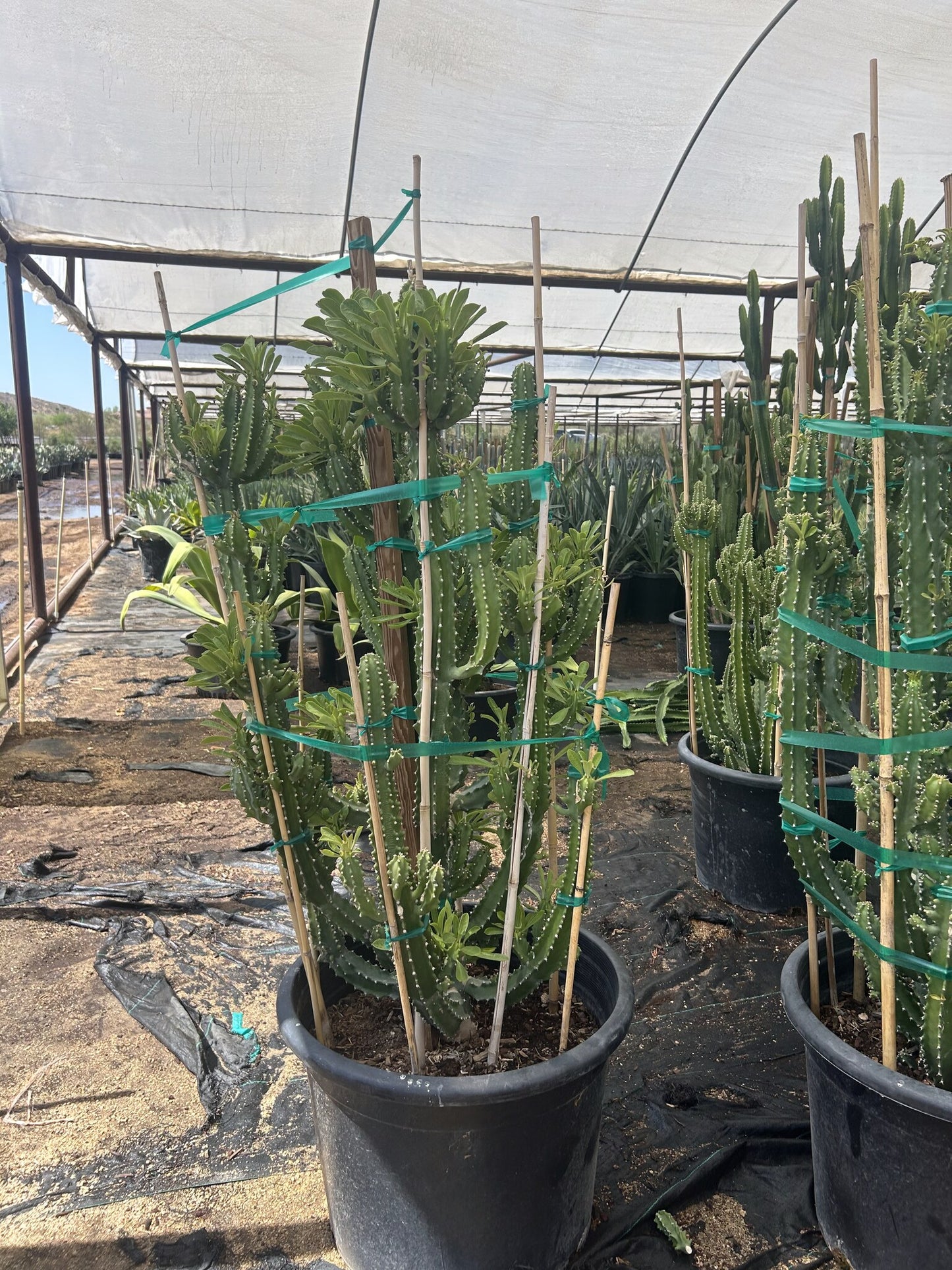 Euphorbia royleana