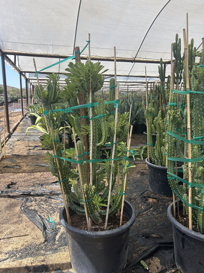 Euphorbia royleana