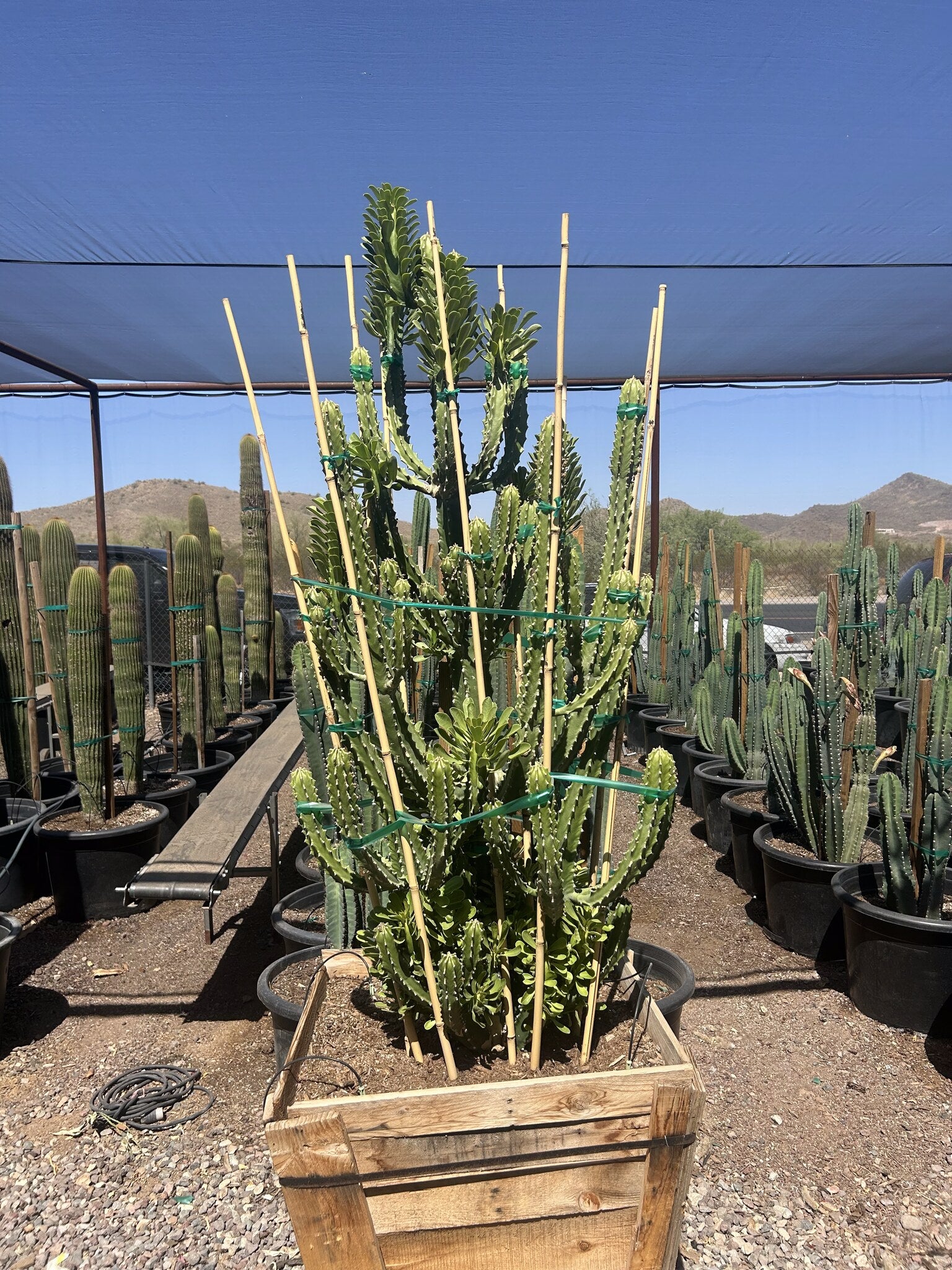 Euphorbia royleana - 30" Box