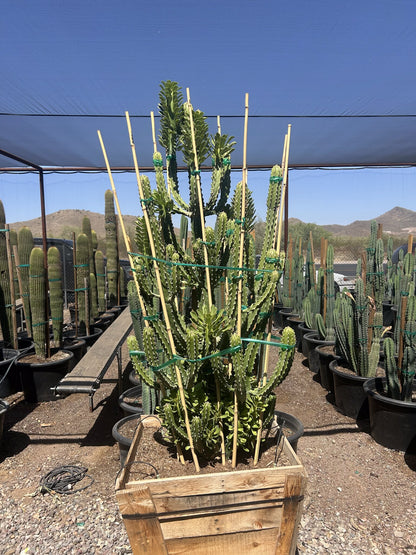 Euphorbia royleana - 30" Box