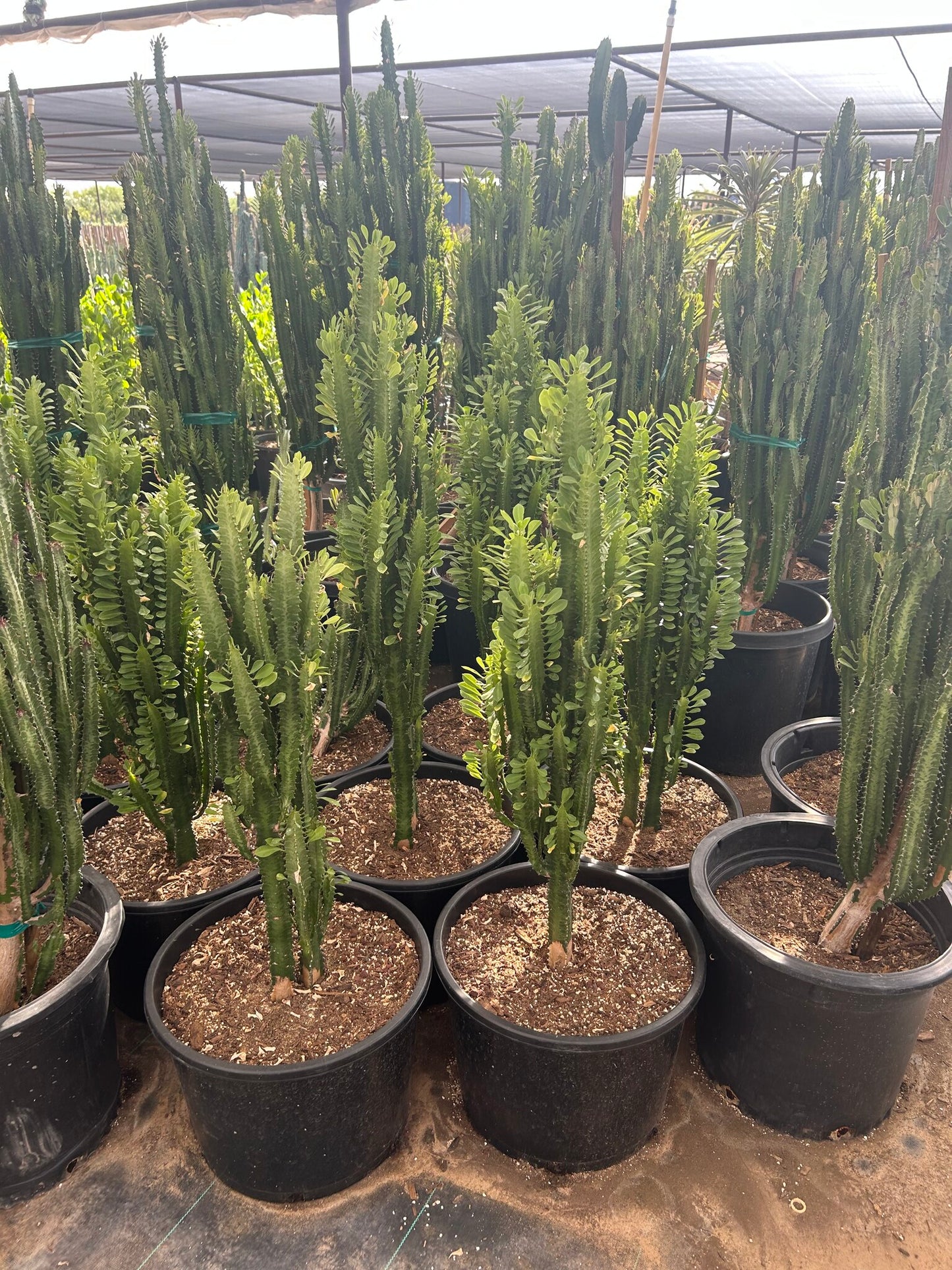 Euphorbia trigona-Green