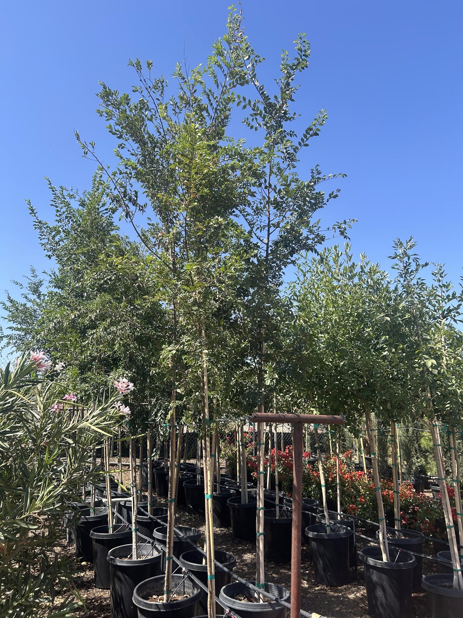 Evergreen Elm 10/15 Gallon