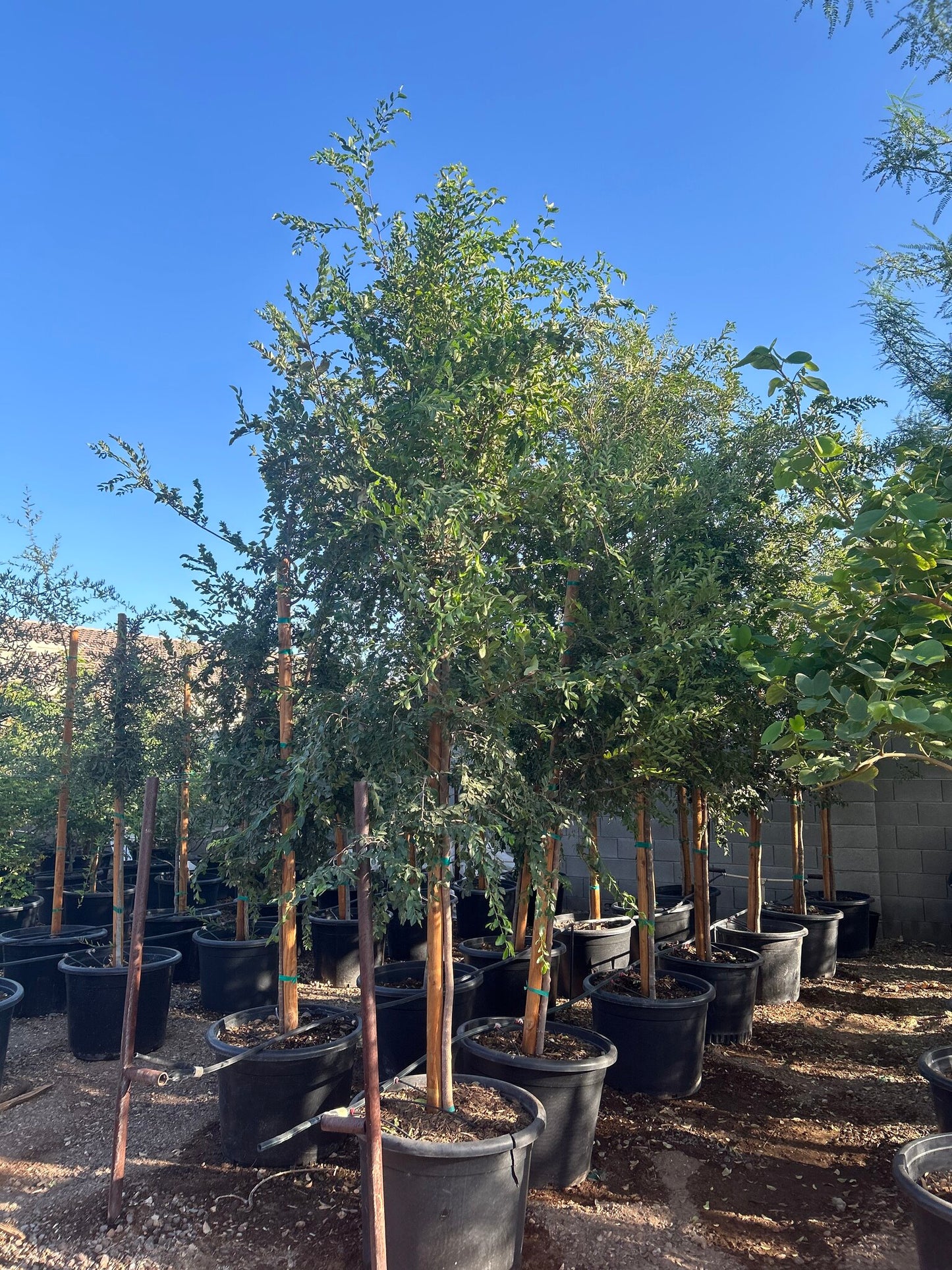 Evergreen Elm