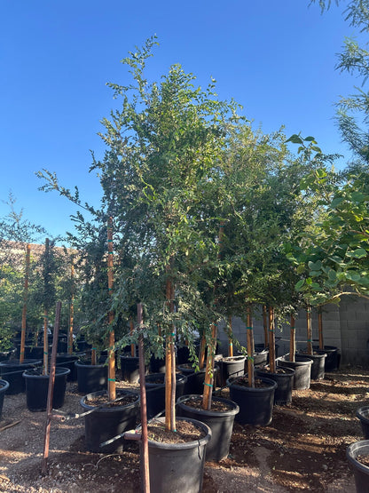Evergreen Elm