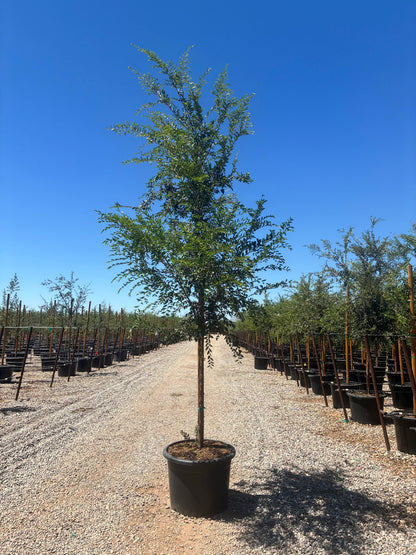 Evergreen Elm