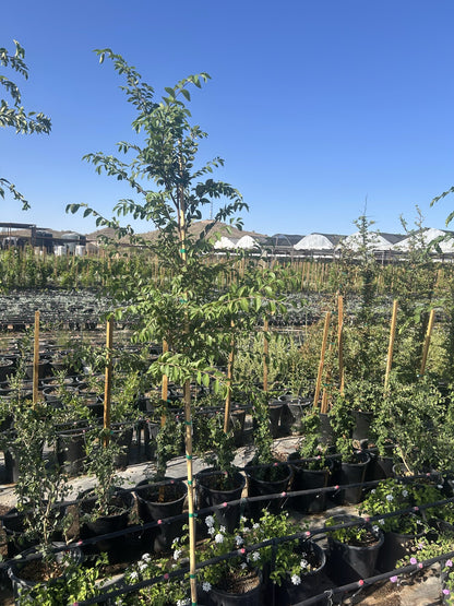 Evergreen Elm