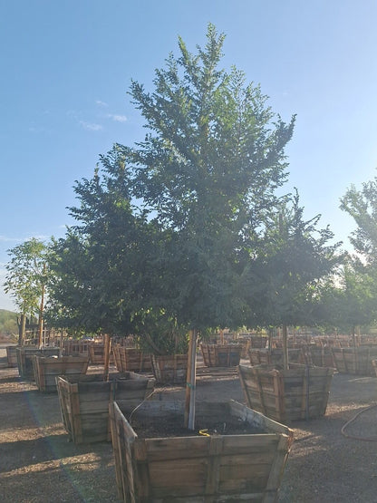 Evergreen Elm - 48" Box