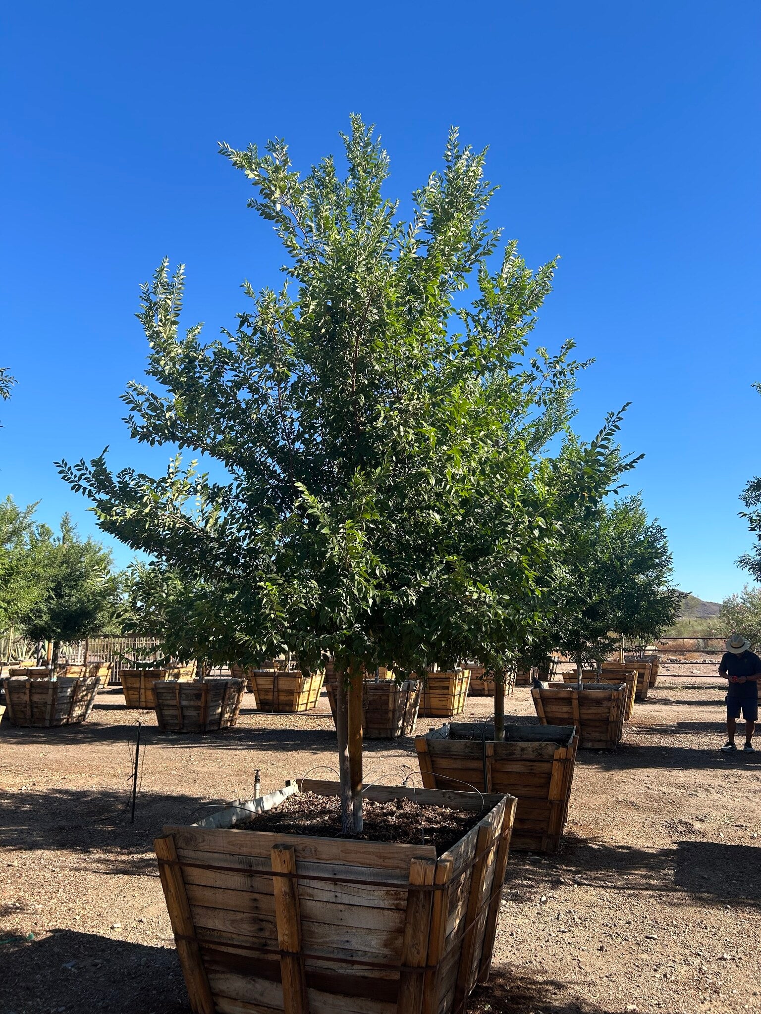 Evergreen Elm - 48" Box