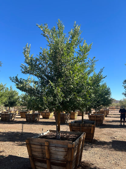 Evergreen Elm - 48" Box