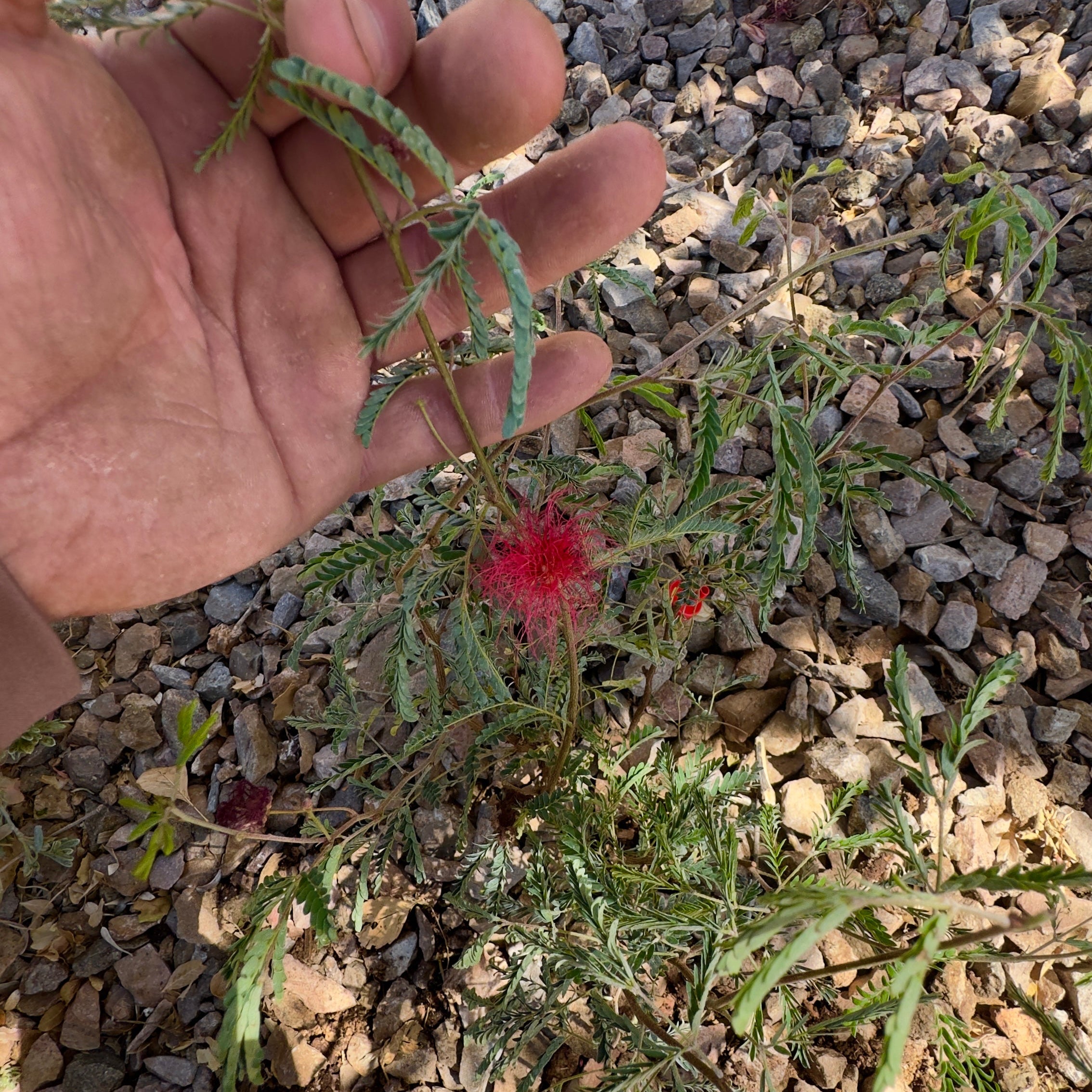 Fairy Duster