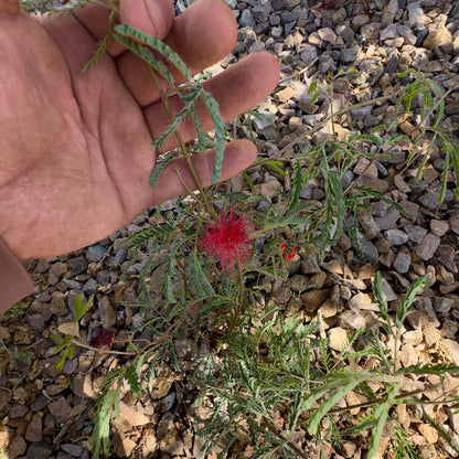 Fairy Duster