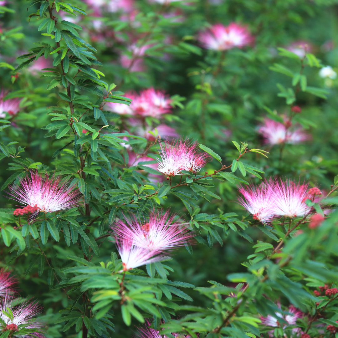 Fairy Duster