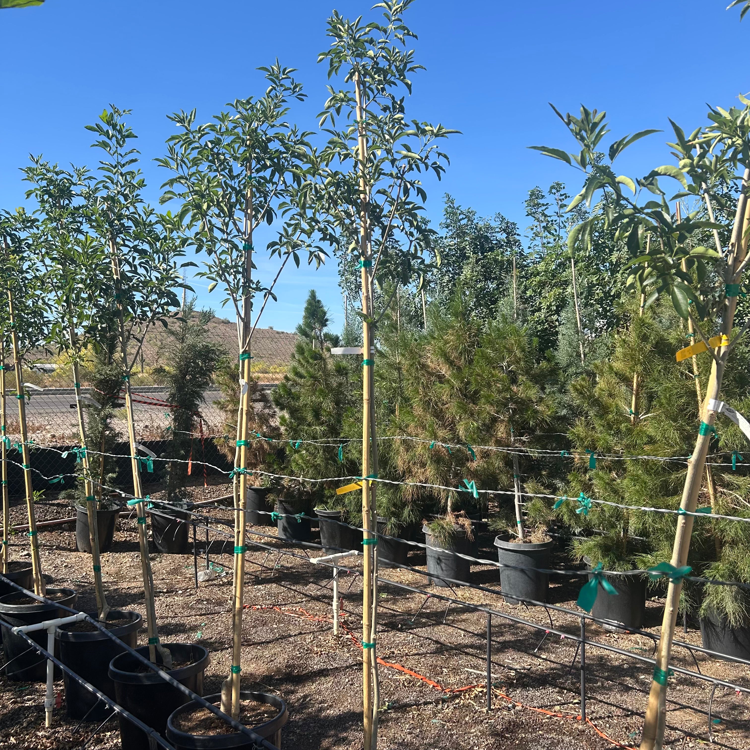 15 gallon Fan Tex Ash (Fraxinus velutina 'Fan Tex') in nursery pot — Phoenix, AZ