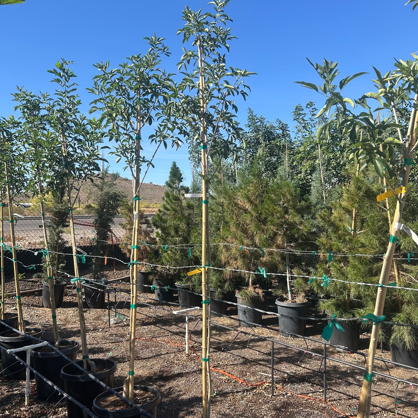 15 gallon Fan Tex Ash (Fraxinus velutina 'Fan Tex') in nursery pot — Phoenix, AZ