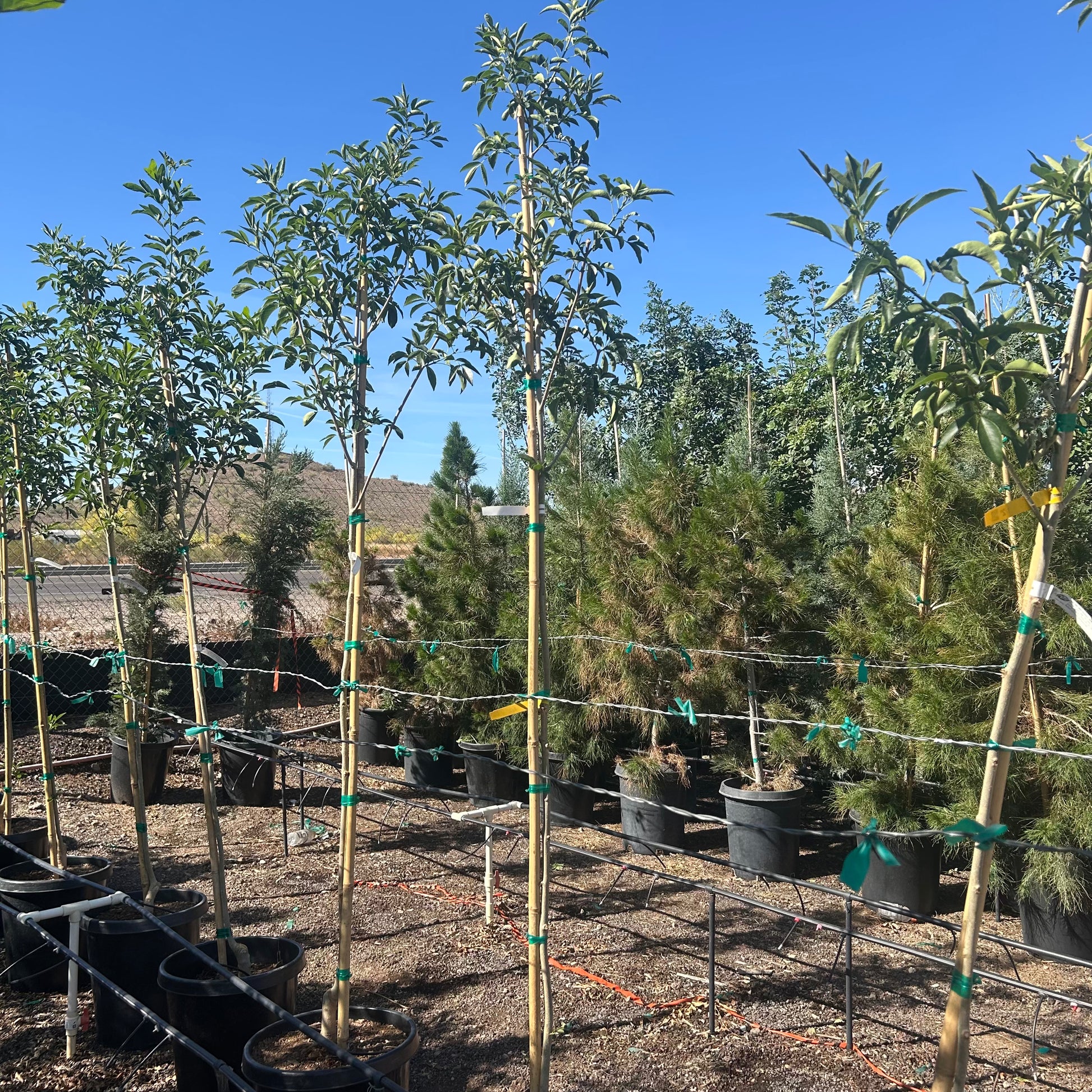 15 gallon Fan Tex Ash (Fraxinus velutina 'Fan Tex') in nursery pot — Phoenix, AZ