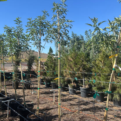 15 gallon Fan Tex Ash (Fraxinus velutina 'Fan Tex') in nursery pot — Phoenix, AZ