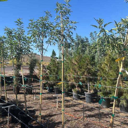 15 gallon Fan Tex Ash (Fraxinus velutina 'Fan Tex') in nursery pot — Phoenix, AZ