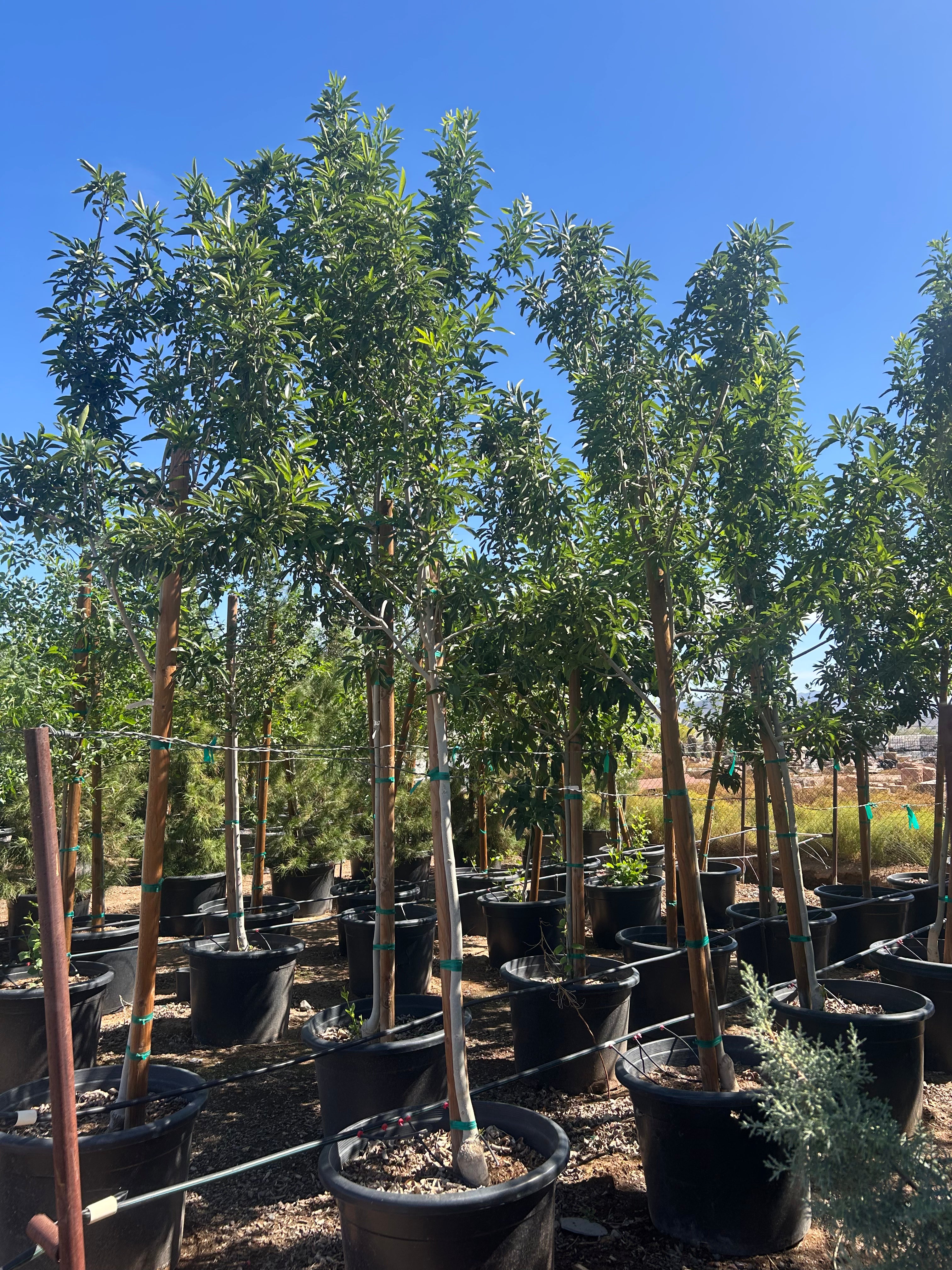 25 gallon Fan Tex Ash (Fraxinus velutina 'Fan Tex') in nursery pot — Phoenix, AZ