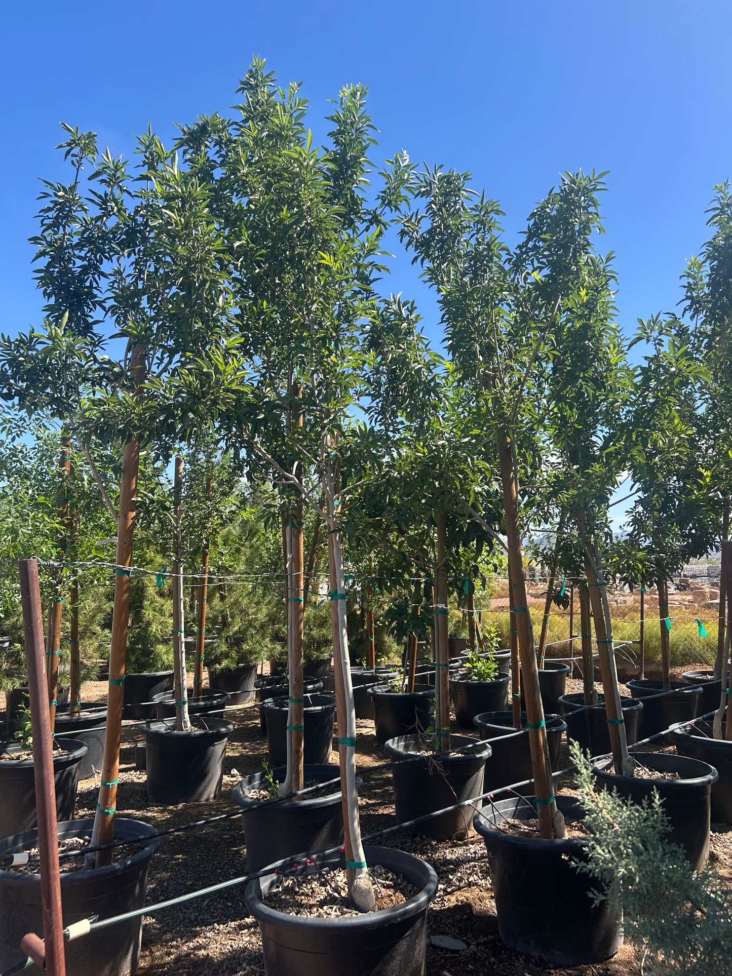 25 gallon Fan Tex Ash (Fraxinus velutina 'Fan Tex') in nursery pot — Phoenix, AZ