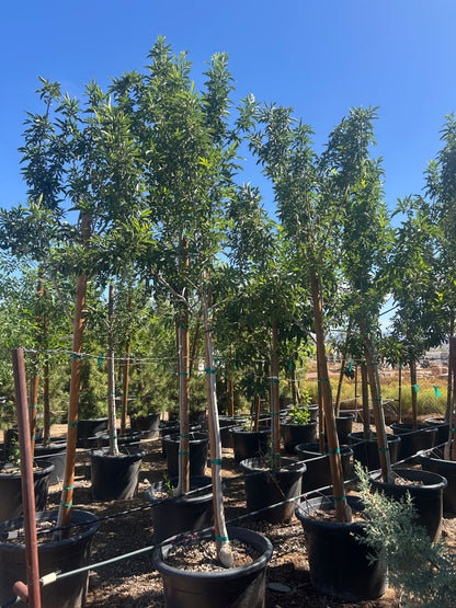 25 gallon Fan Tex Ash (Fraxinus velutina 'Fan Tex') in nursery pot — Phoenix, AZ