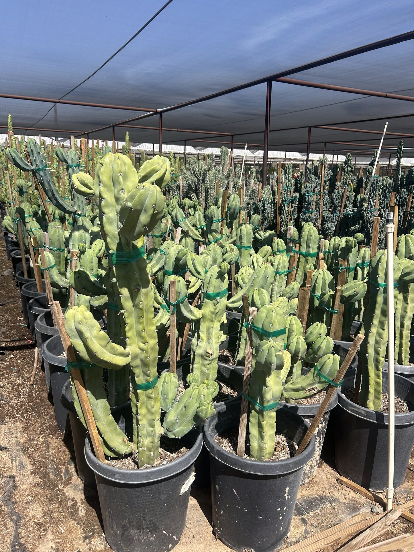 Fat Blue Myrtle Cactus 10/15 Gallon