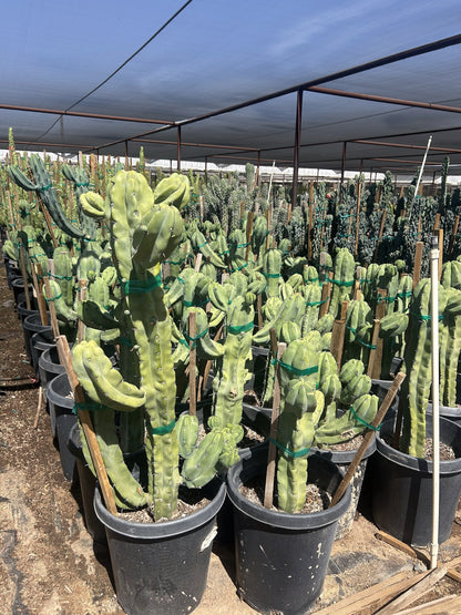Fat Blue Myrtle Cactus 10/15 Gallon