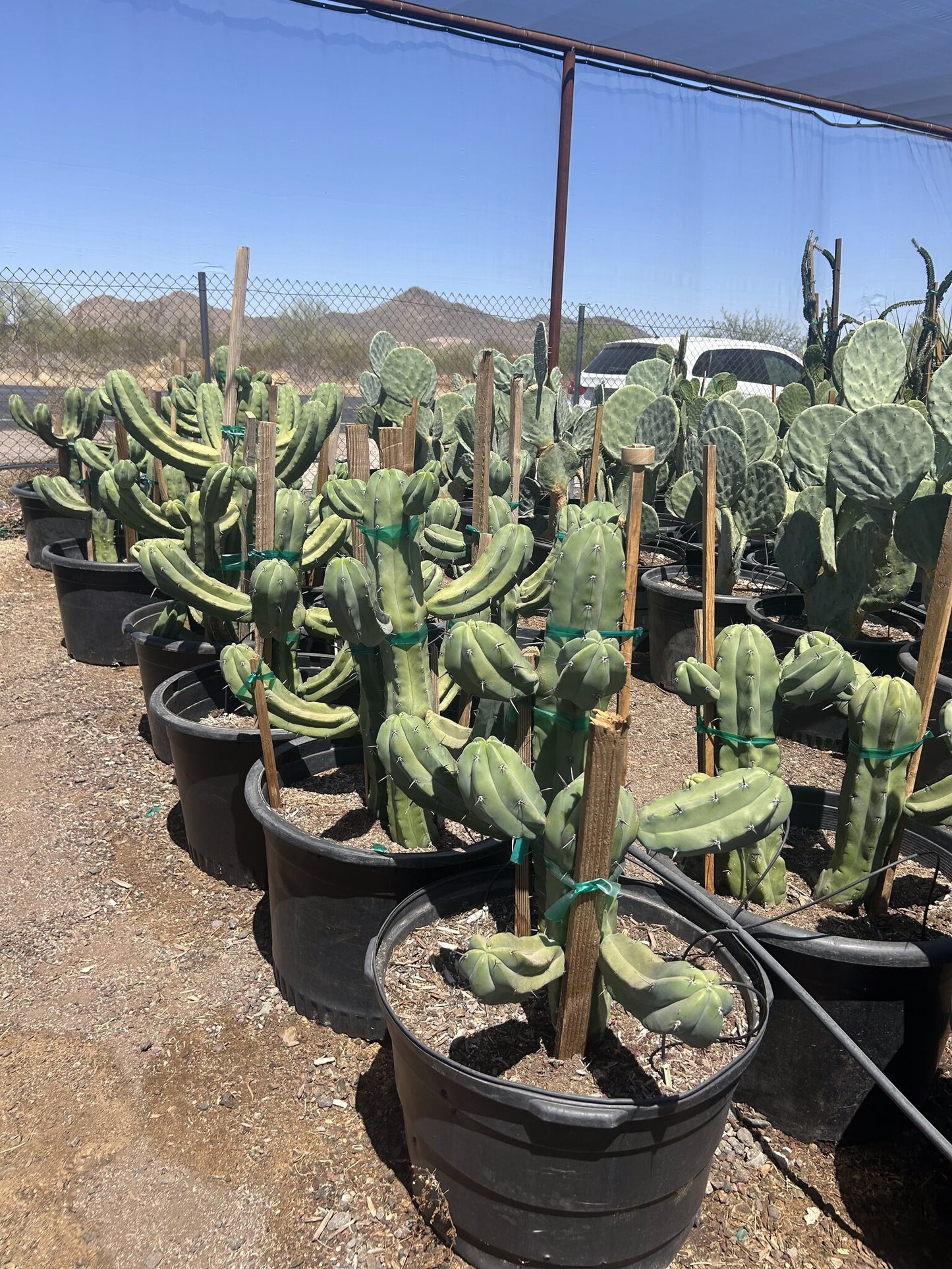 Fat Blue Myrtle Cactus - 24"/25 Gallon