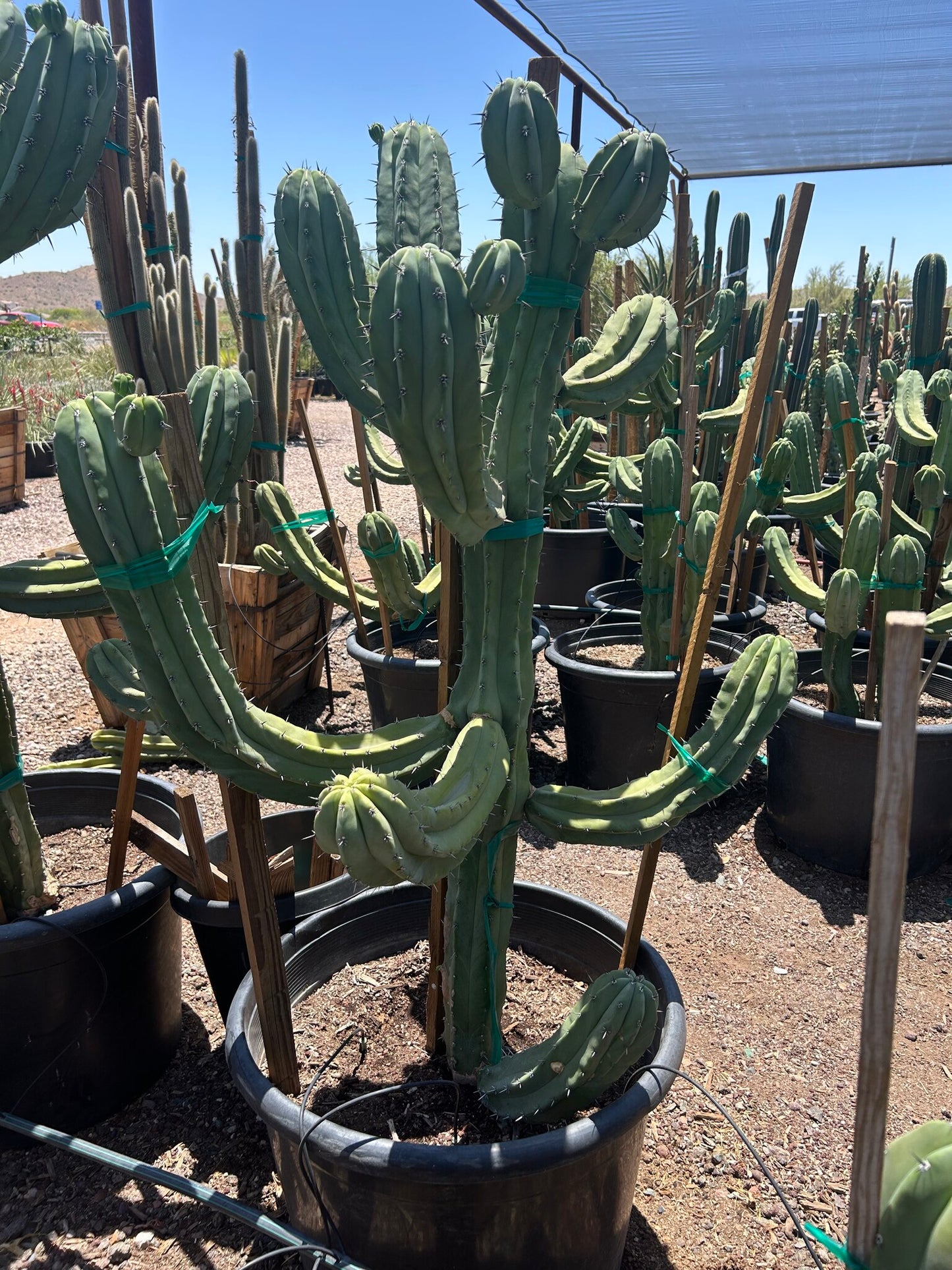 Fat Blue Myrtle Cactus