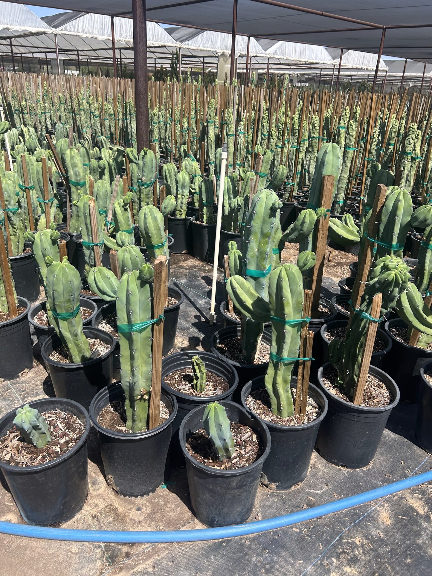 Fat Blue Myrtle Cactus