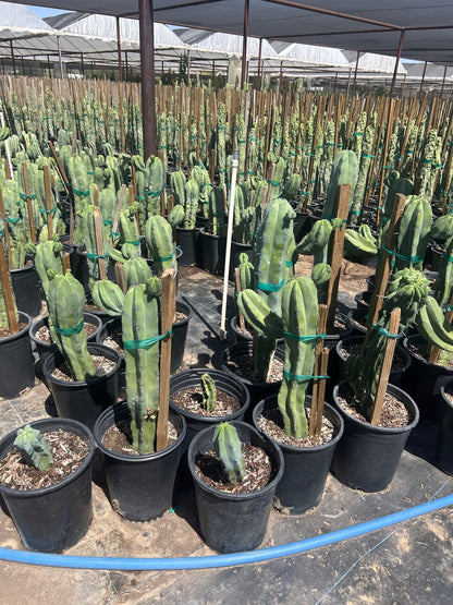 Fat Blue Myrtle Cactus