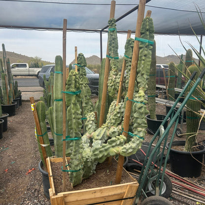 30" box Totem Pole Cactus (Pachycereus schottii f. monstrosus) in nursery pot — Phoenix, AZ