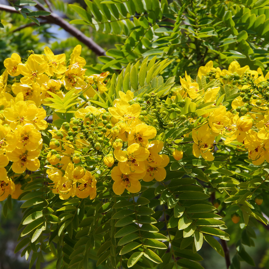 Feathery Cassia