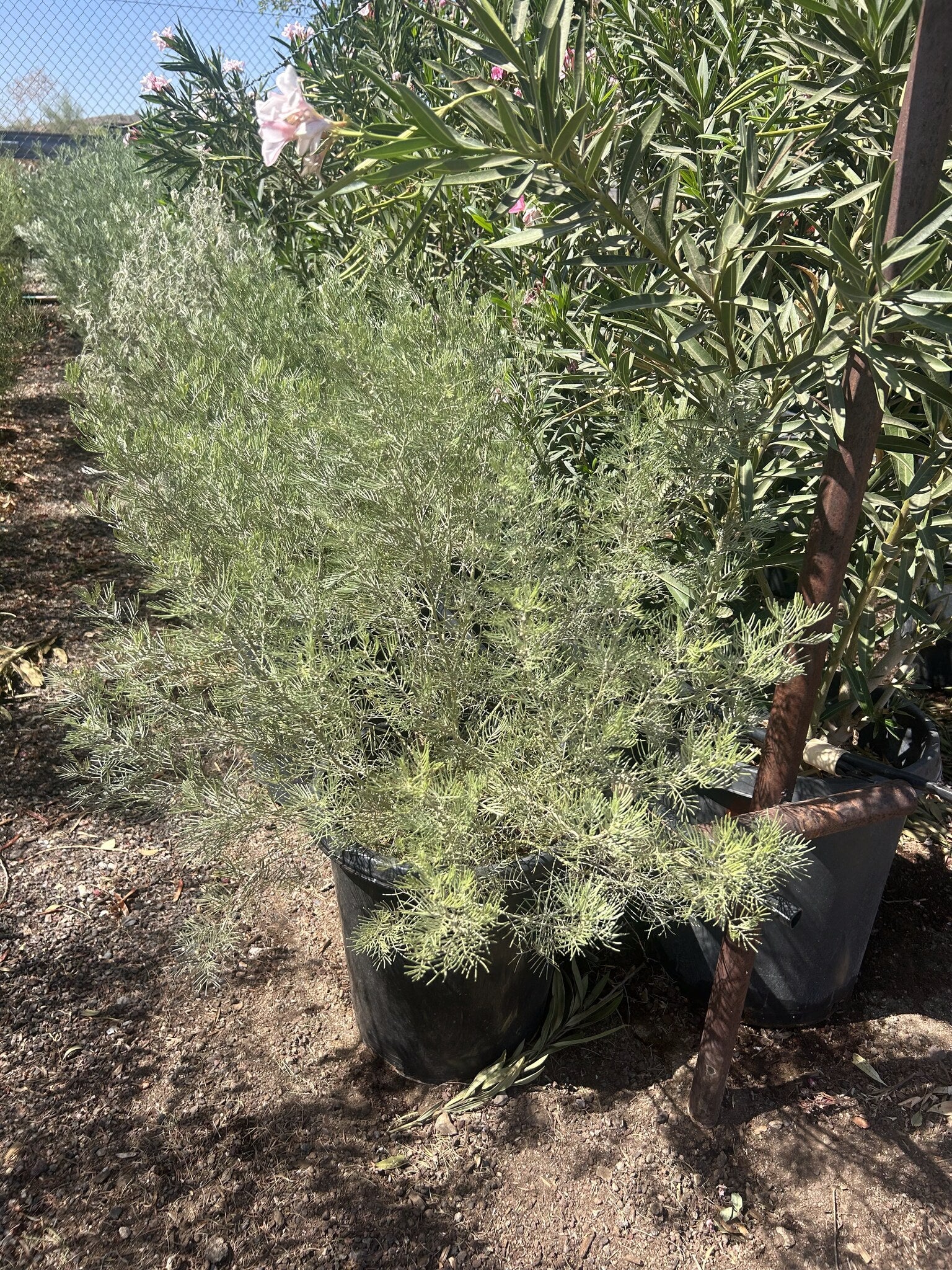 Feathery Cassia 10/15 Gallon