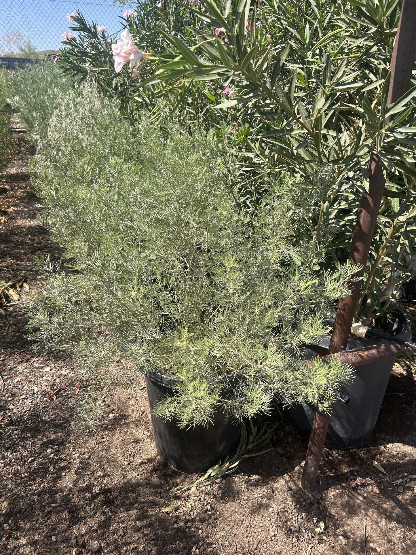 Feathery Cassia 10/15 Gallon