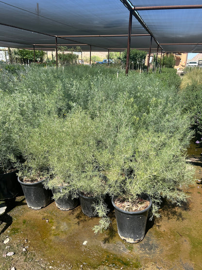 Feathery Cassia