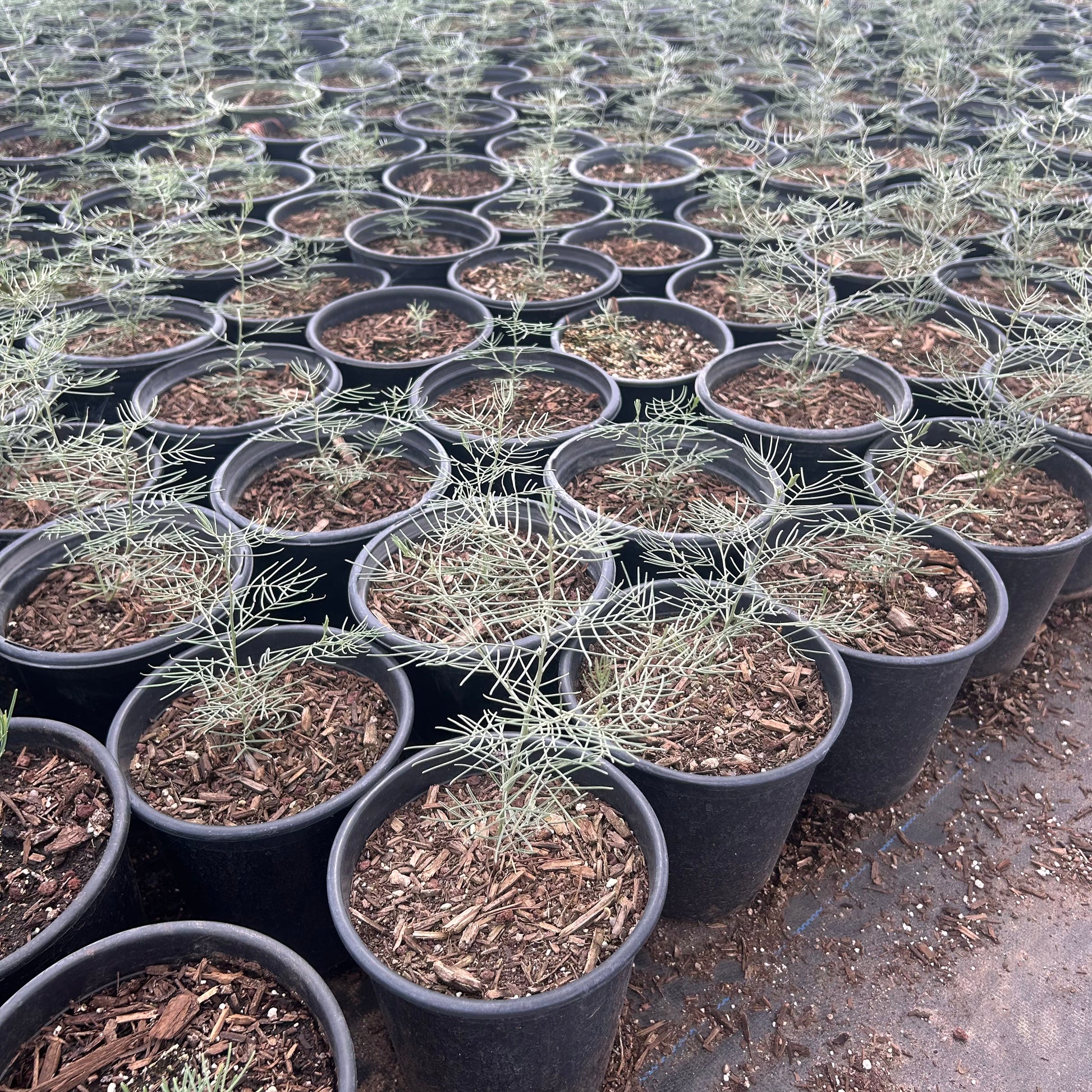 1 gallon Feathery Cassia (Senna artemisioides) in nursery pot — Phoenix, AZ