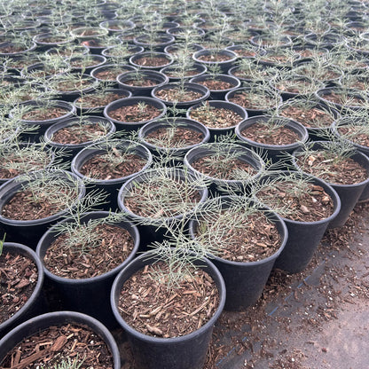 1 gallon Feathery Cassia (Senna artemisioides) in nursery pot — Phoenix, AZ