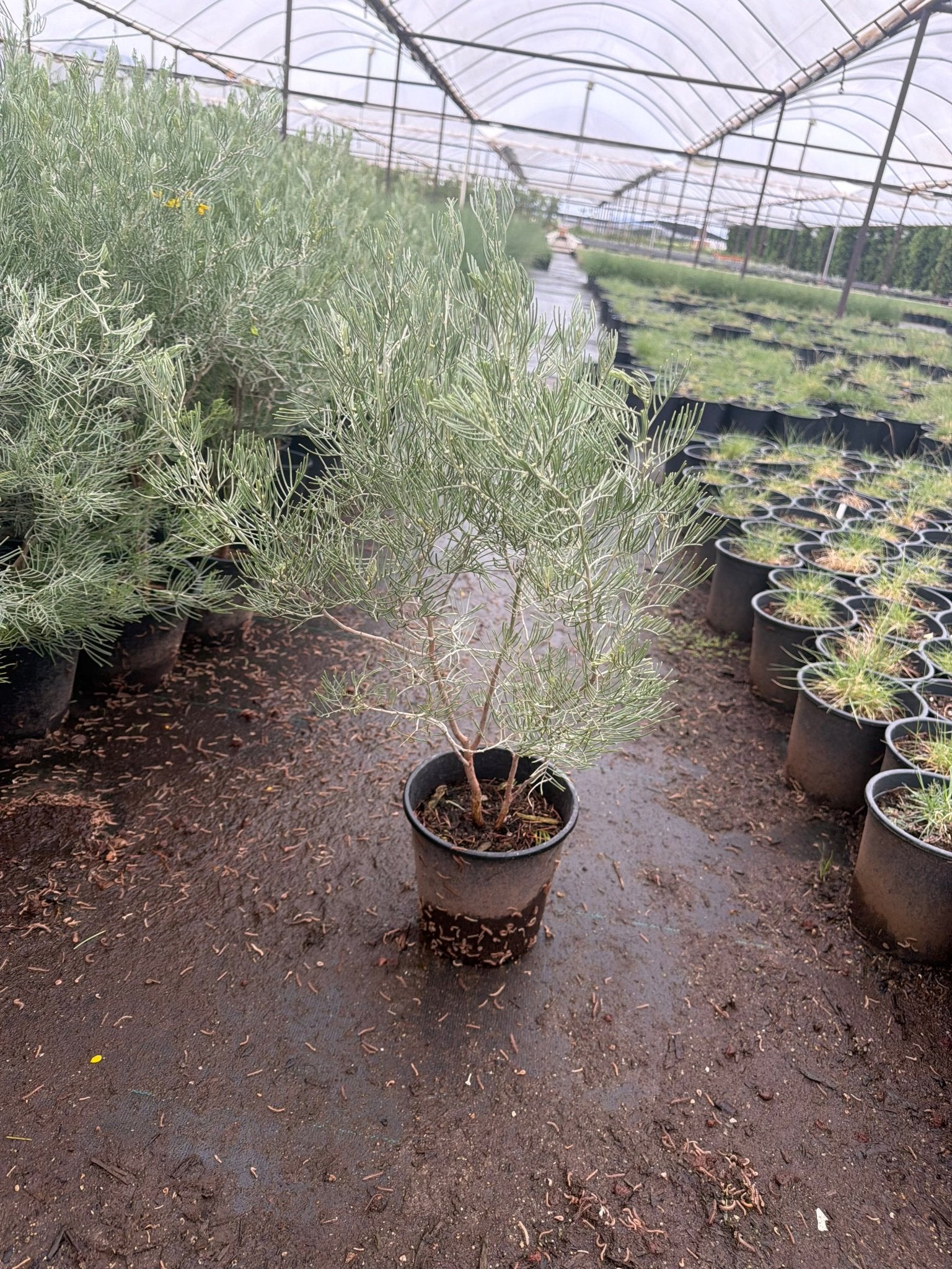 1 gallon Feathery Cassia (Senna artemisioides) in nursery pot — Phoenix, AZ