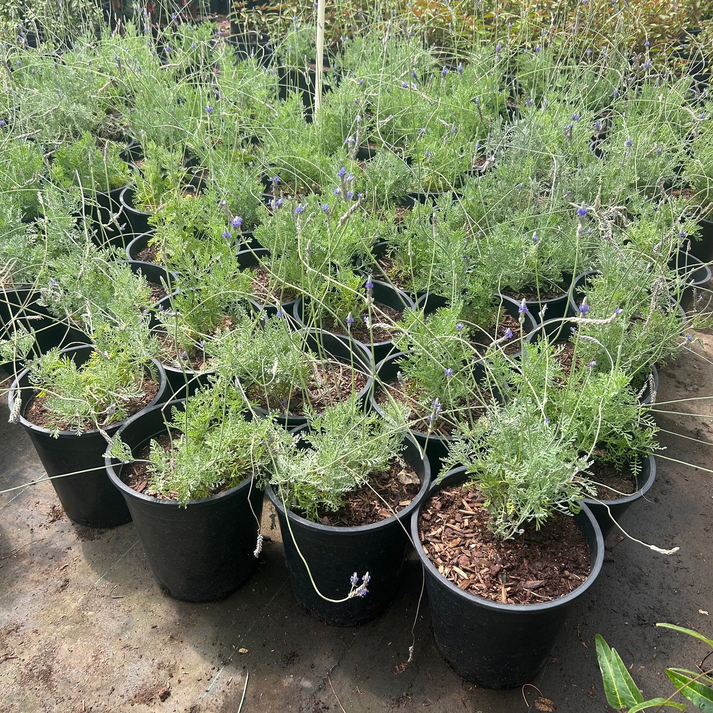 5 gallon Fern Leaf Lavender (Lavandula multifida) in nursery pot — Phoenix, AZ