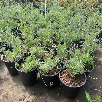 5 gallon Fern Leaf Lavender (Lavandula multifida) in nursery pot — Phoenix, AZ