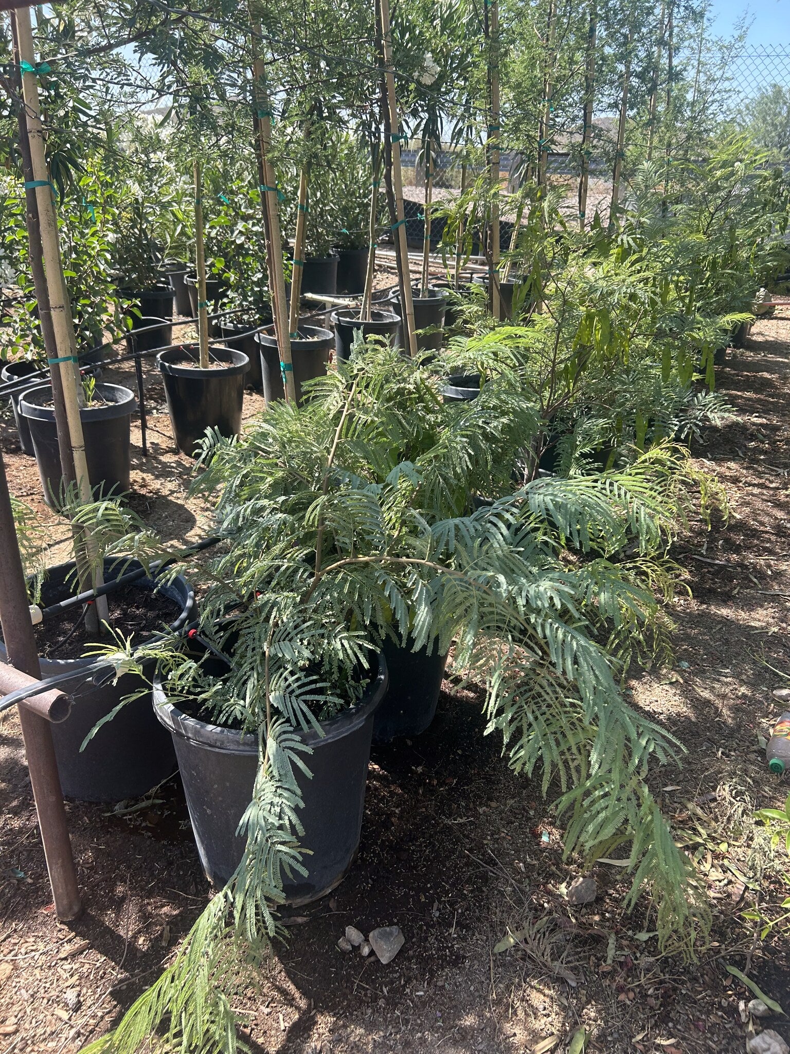 Fern of the Desert 10/15 Gallon