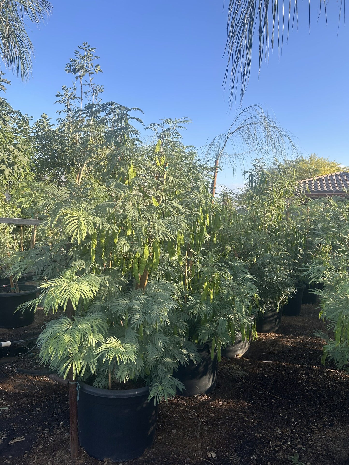 Fern of the Desert