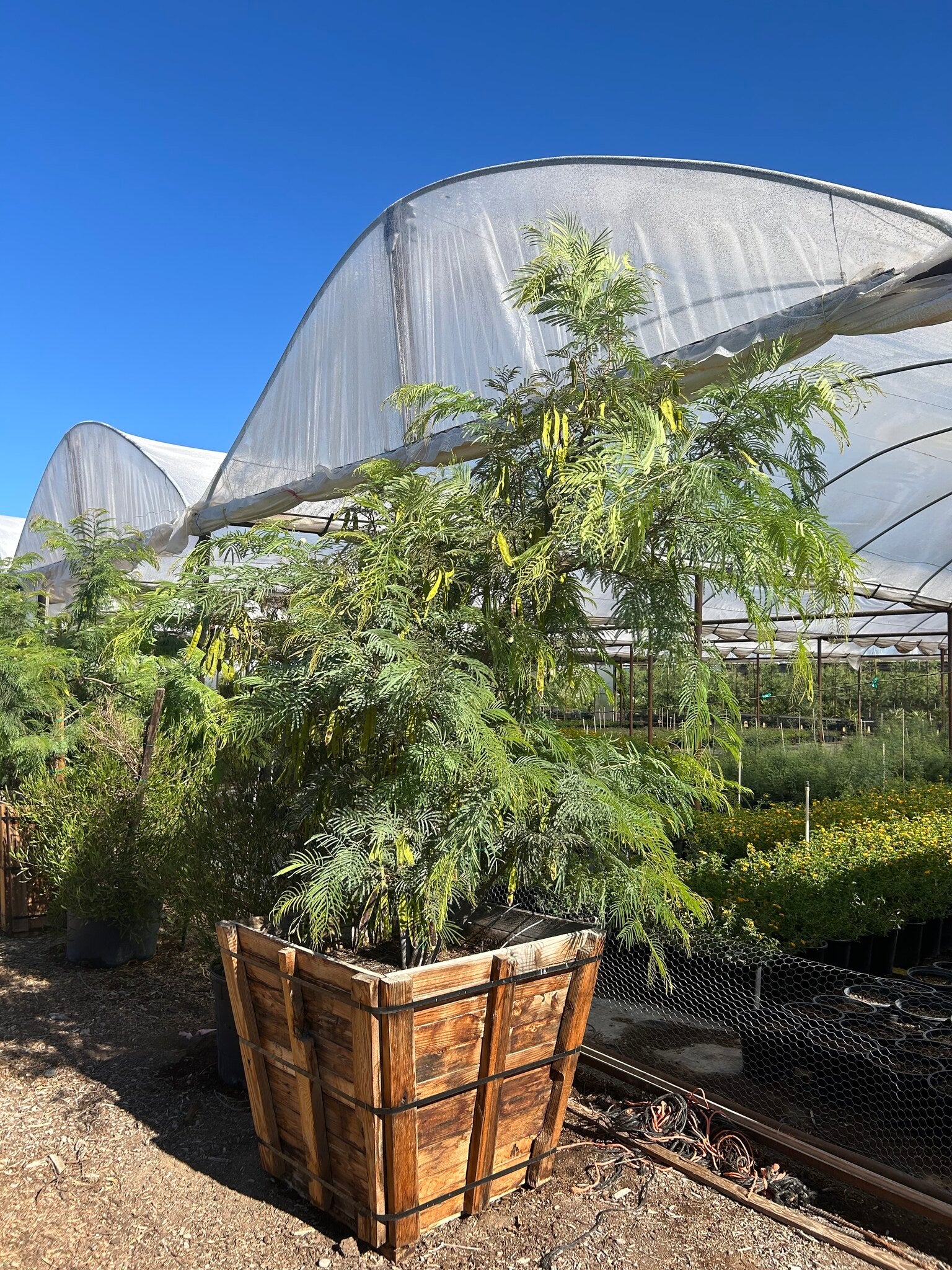 Fern of the Desert - 36