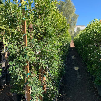 Indian Laurel Fig (Ficus)