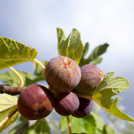 Fig Tree