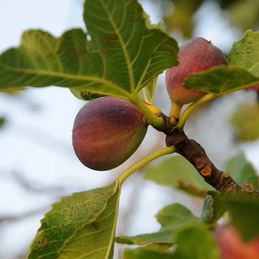 Edible Fig Tree