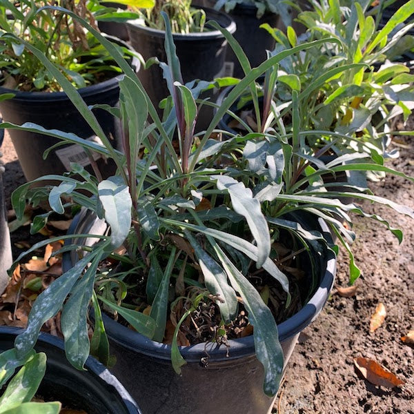 Firecracker Penstemon