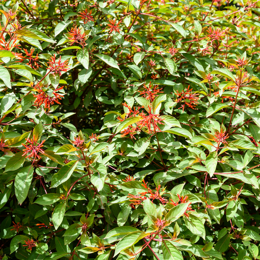 Firecracker Bush