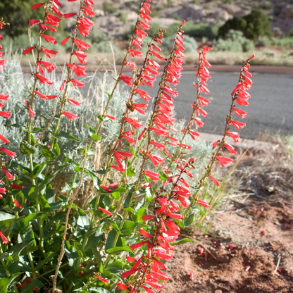 Firecracker Penstemon (Penstemon eatonii) bright red tubular flowers in desert landscape — Phoenix, AZ