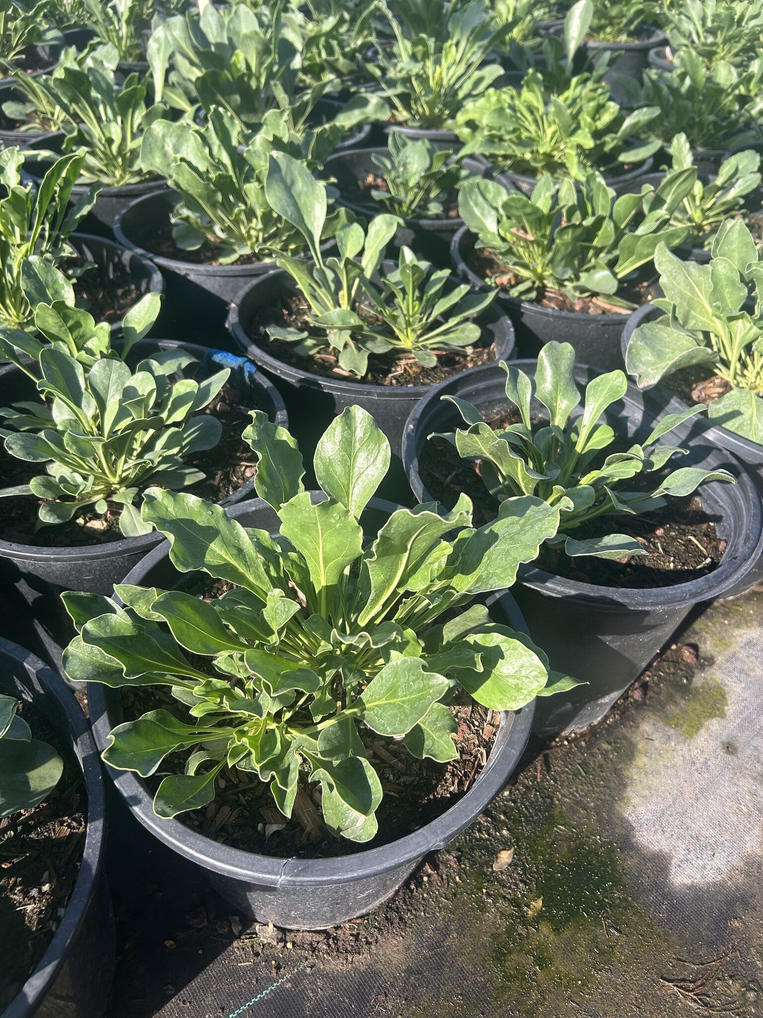 Firecracker Penstemon